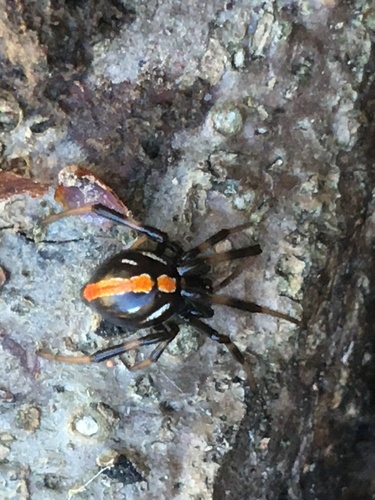 Northern Black Widow photographed in Florida