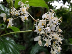 Begonia glabra