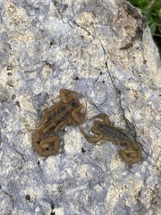 Centruroides exilicauda