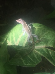 Anolis cristatellus wileyae