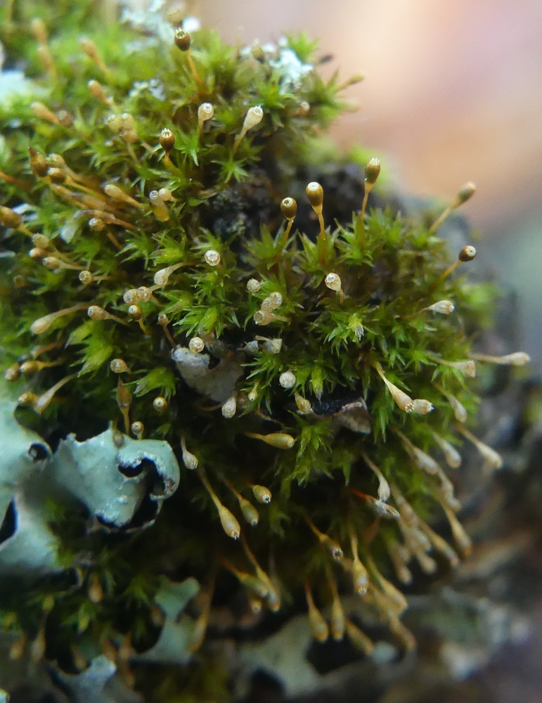 Ulota coarctata