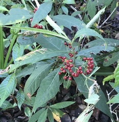 Psychotria tenuifolia