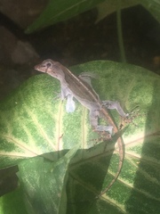Anolis cristatellus wileyae