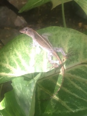 Anolis cristatellus wileyae