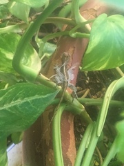 Anolis cristatellus wileyae