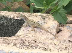 Anolis cristatellus wileyae