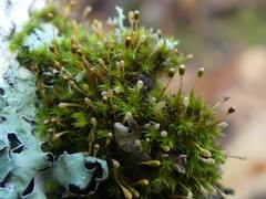 Ulota coarctata