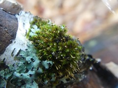 Ulota coarctata