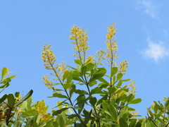 Vochysia tucanorum