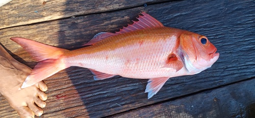 Deep snapper (Etelis carbunculus) — Lutjanidae — 5