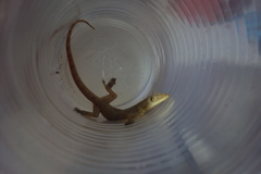 Hemidactylus garnotii