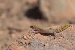 Slimani Gecko photo 3