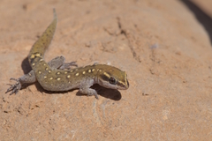 Slimani Gecko photo 1