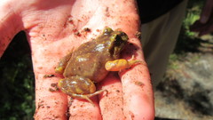 Eupsophus emiliopugini