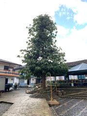 Garcinia macrophylla