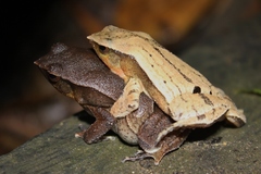 Rufous-Sided Sticky Frog photo 3
