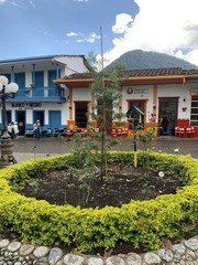 Podocarpus oleifolius