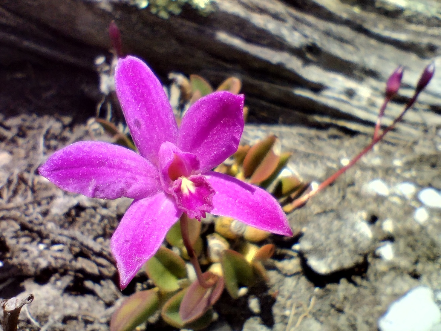 Cattleya ghillanyi