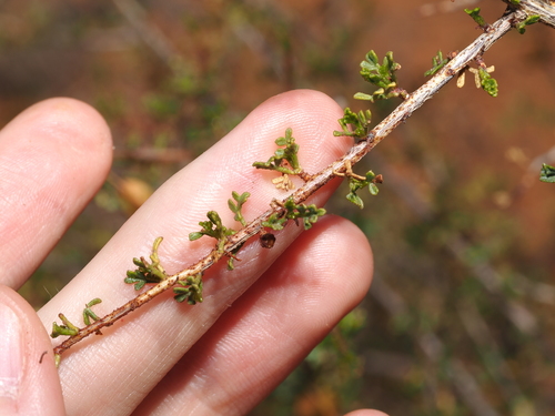 Dodonaea microzyga, photograph 5