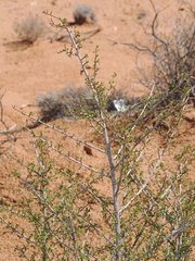 Dodonaea microzyga, photograph (c) Thomas Mesaglio, some rights reserved (CC BY)