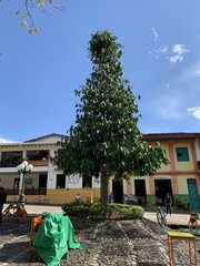 Garcinia macrophylla