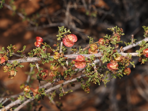 Dodonaea microzyga, photograph 3