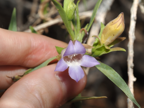 Limestone Fuchsia (Eremophila freelingii)