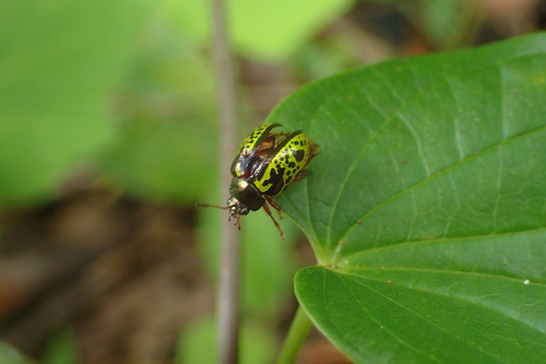 Calligrapha pantherina