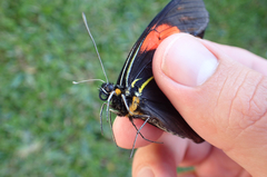 Pereute charops charops