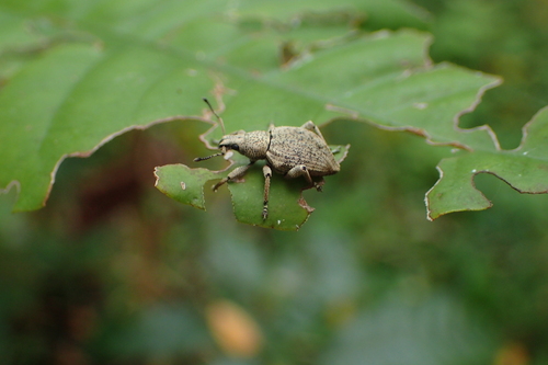 Elytrurus griseus