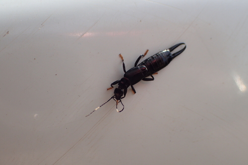 black earwig