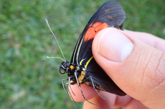 Pereute charops charops