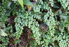 Adiantum monochlamys