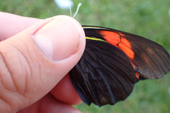 Pereute charops charops