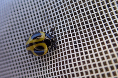 Aegithus quadrinotatus