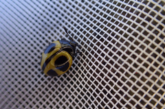 Aegithus quadrinotatus