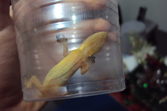 Hemidactylus garnotii