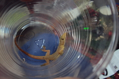 Hemidactylus garnotii