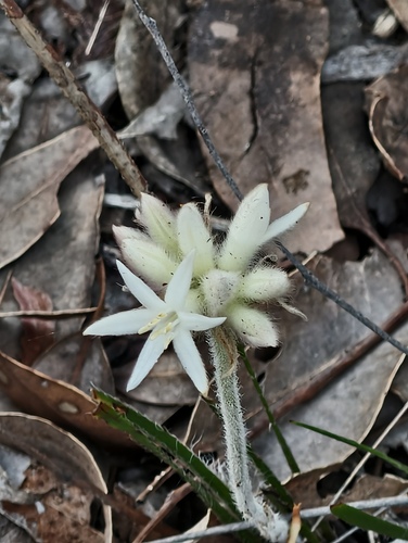 Conostylis setosa (Conostylis setosa)