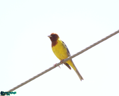 Emberiza bruniceps