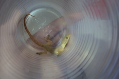 Hemidactylus garnotii