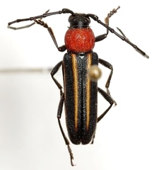 Mannophorus laetus