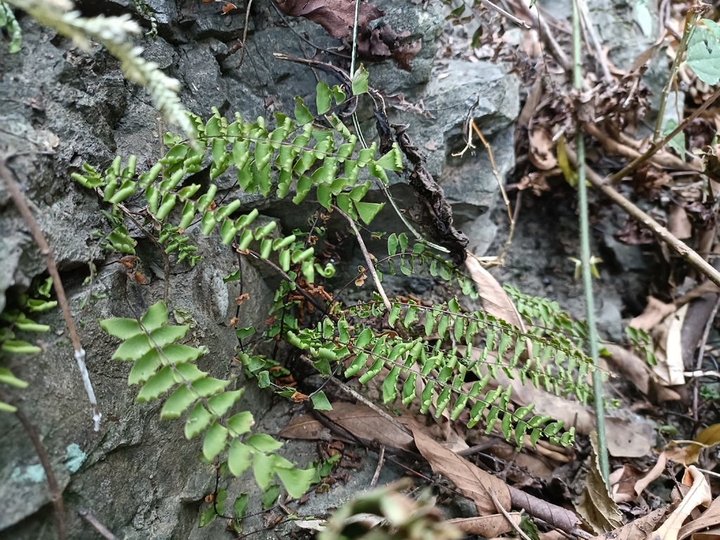 Adiantum edgeworthii; photograph (c) Yinling Chen, some rights reserved (CC BY)