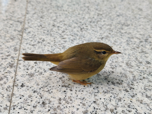Radde's Warbler