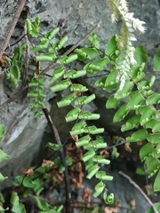 (c) Yinling Chen, some rights reserved (CC BY) Adiantum edgeworthii, photograph (c) Yinling Chen, some rights reserved (CC BY)