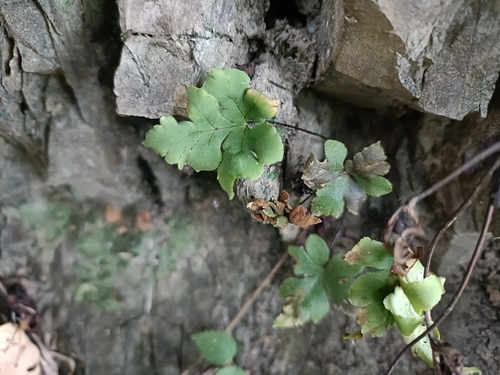 Adiantum edgeworthii, photograph 6