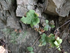 Adiantum edgeworthii, photograph (c) Yinling Chen, some rights reserved (CC BY)