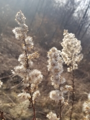 Solidago speciosa rigidiuscula