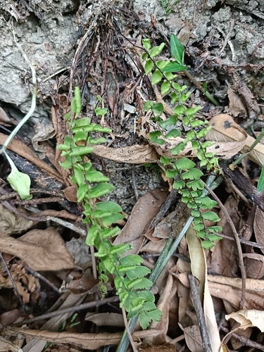 Adiantum edgeworthii, photograph 4