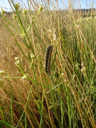 Desert Swallowtail